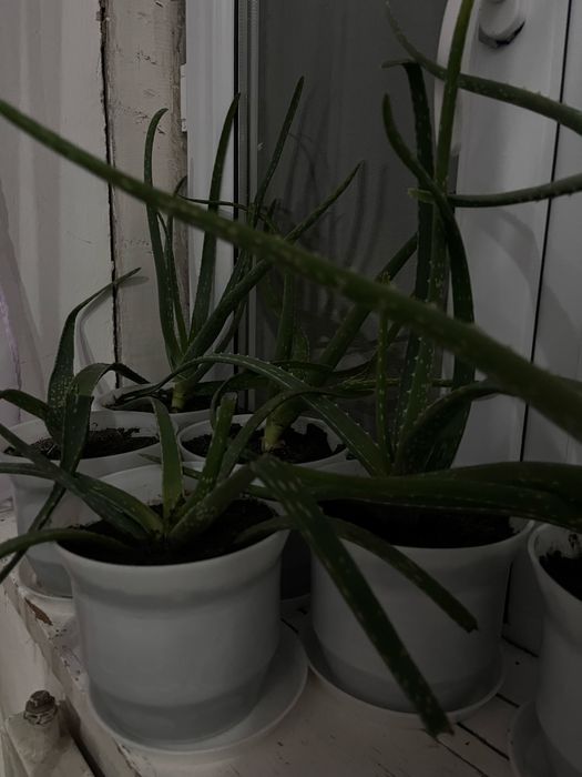 Алоэ комнатные цветы