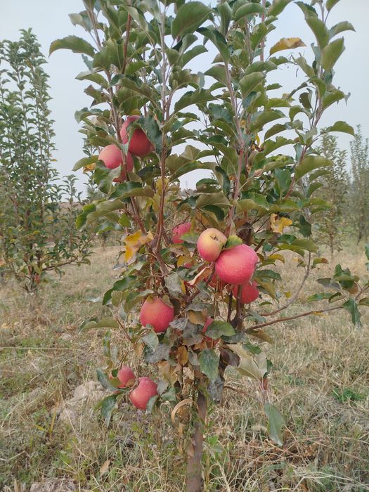 Koʻchatlar sotiladi