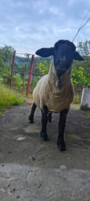 Berbec Suffolk, vârstă 3 ani