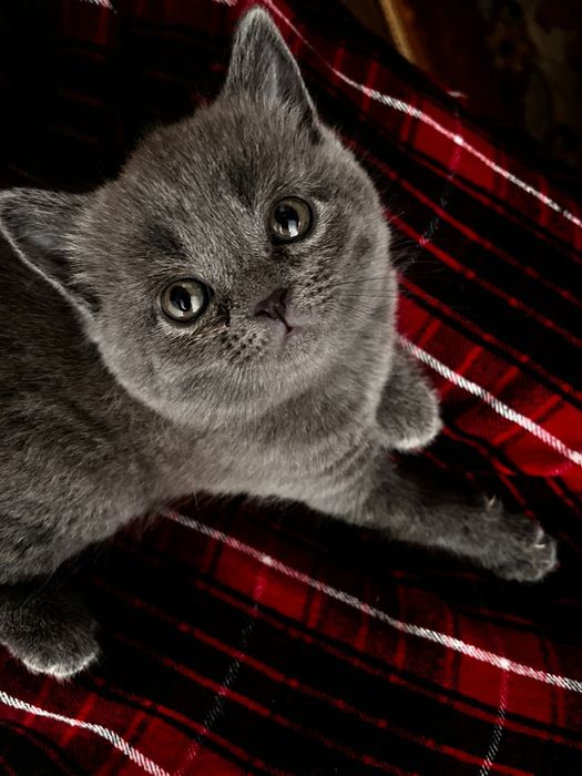 Продам британскую кошечку