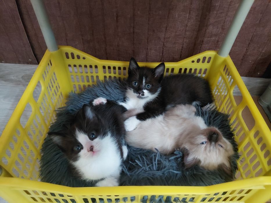 Котята в добрые и ответственные руки