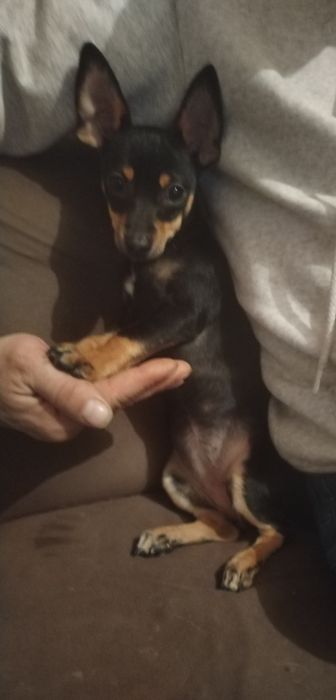 Черен женски пинчер на 3 месеца