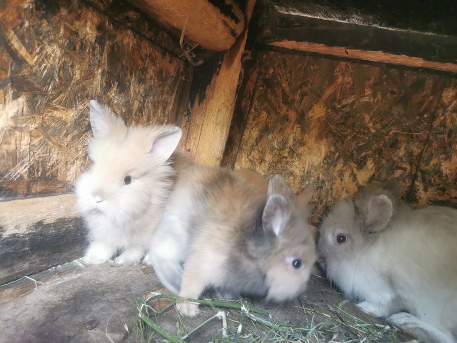 Iepuri cap de leu pitic