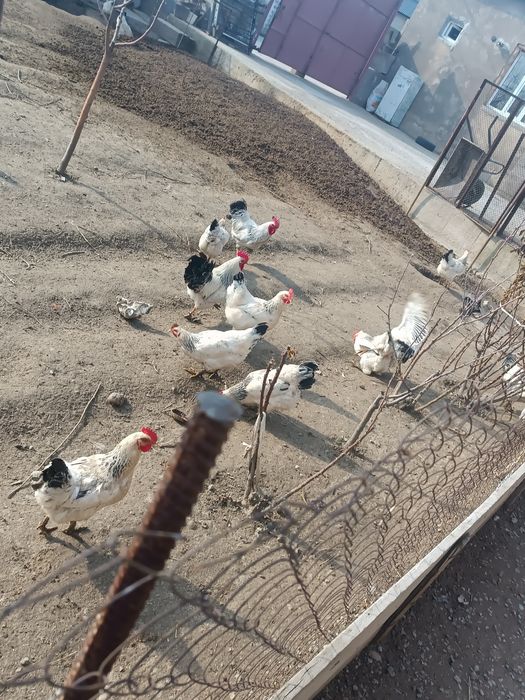 Адлер жумырткалары