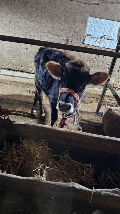 Shvet buzoq 6-7 oylik