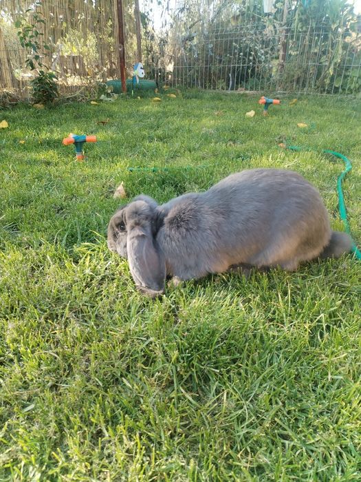 Iepuri berbec german