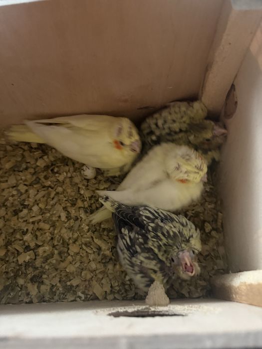 Продается попугай Карилла