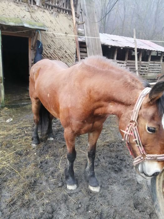 Schimb iapa de 8 ani cu, capre fatate sau gestante sau vaci