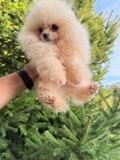 Продавам мъжко померанче