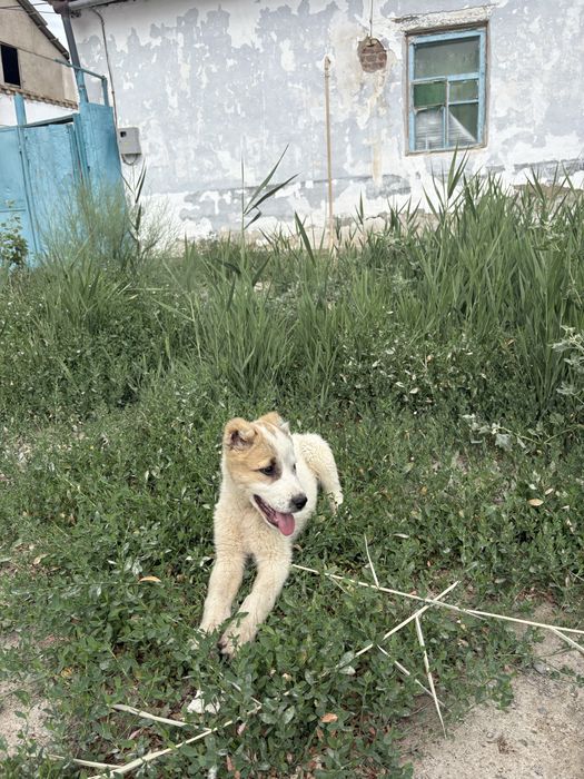 Алабай кушык сатылады 2 айлық