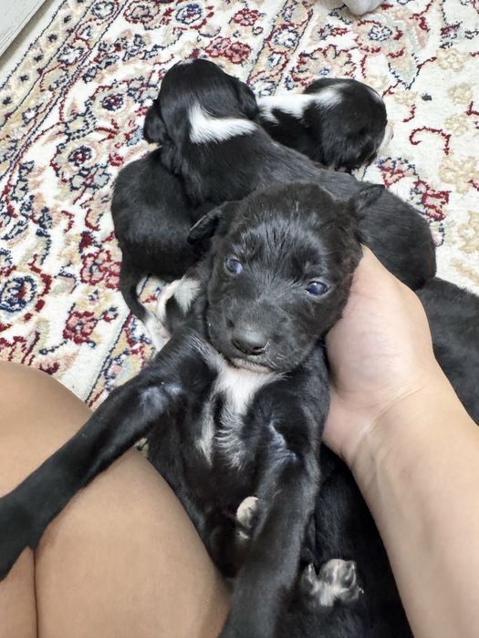 Щеночки звоночки.