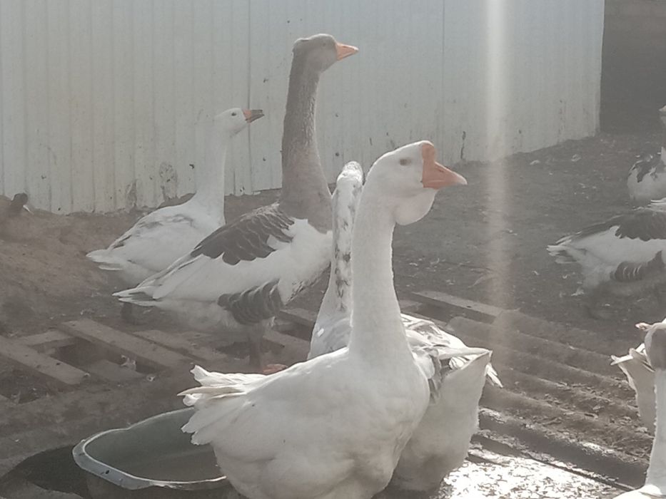 Продам домашних гусей