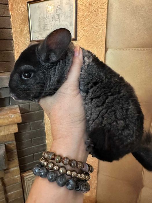 Продам шиншиллу мальчик 3  месяца