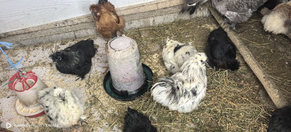 Matase japoneză 1+1 sau cocoși