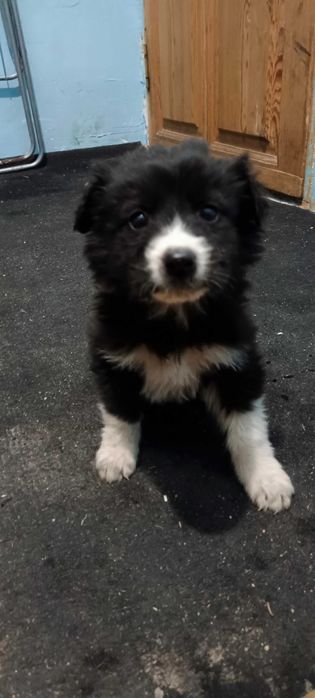 Добрые руки  отдам