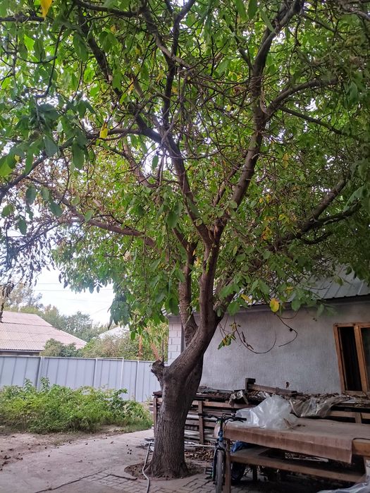 Отдам даром дерево грецкого ореха