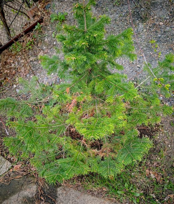 Ёлки, кедр, сосны, ели