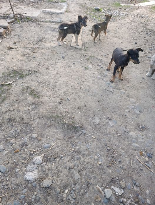 Отдам в хорошие руки щенят