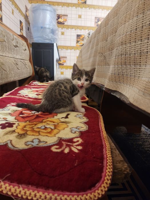 Отдам котят в добрые руки