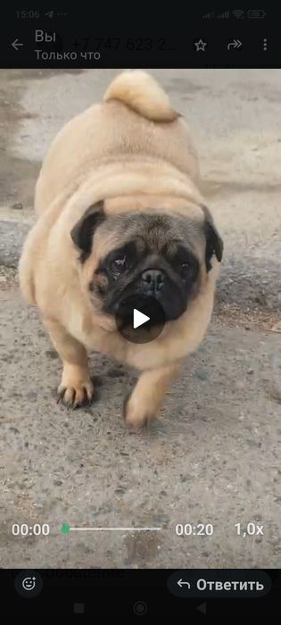 Мопс девочка с документами