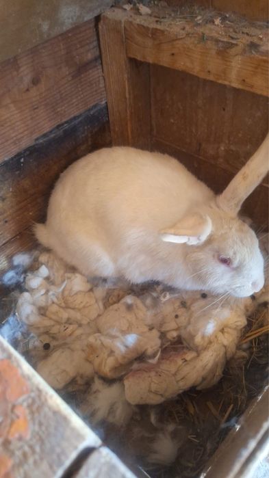 Қояндар сатылады 11 шт