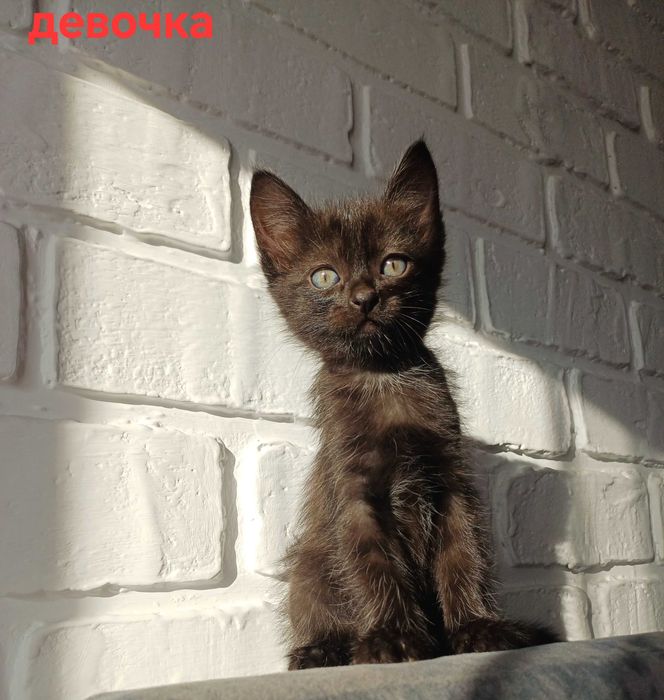 Отдам котенка в добрые руки!