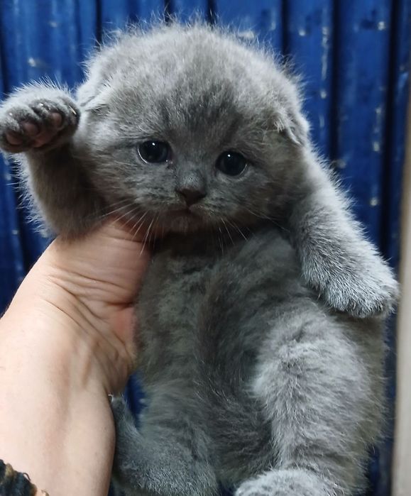 Фолды и британцы котята