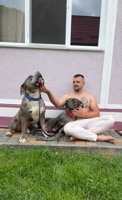 American bully  xl