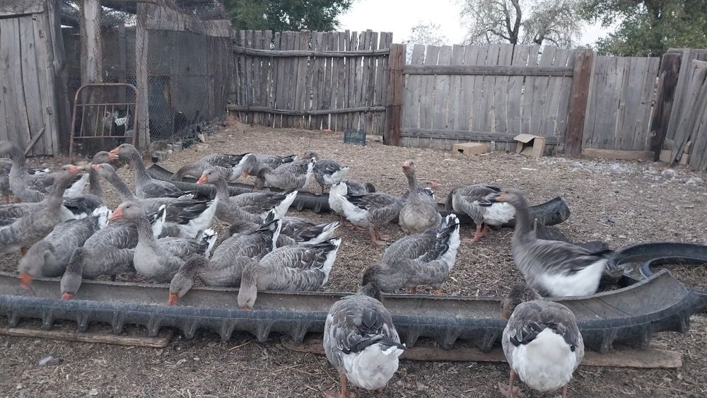 3айлық қаздар сатылады