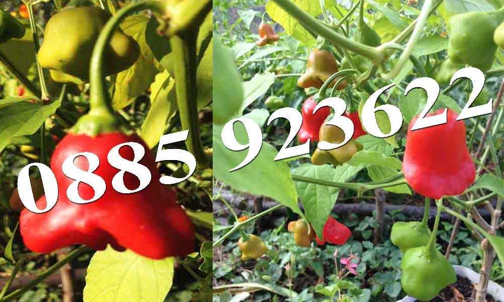 100+ Био Семена Селски Сортове Домат Краставици Тютюн Люти Чушки +ДАР