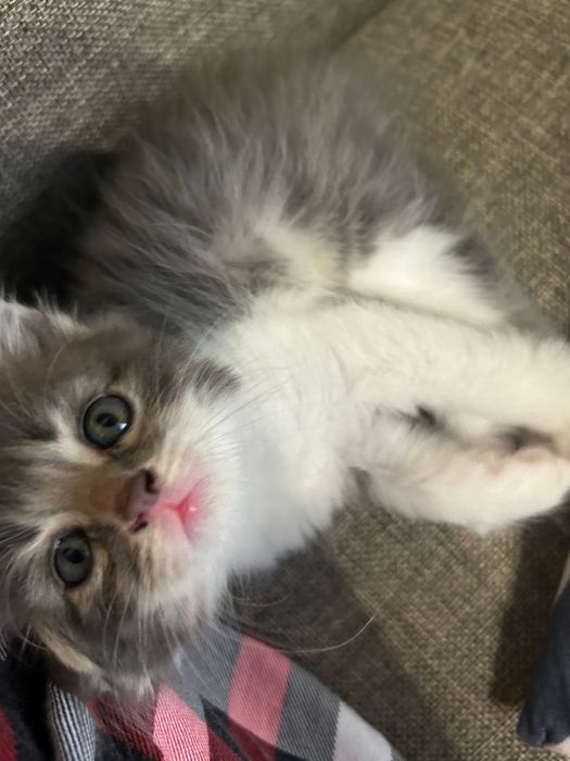 Котёнок домашний