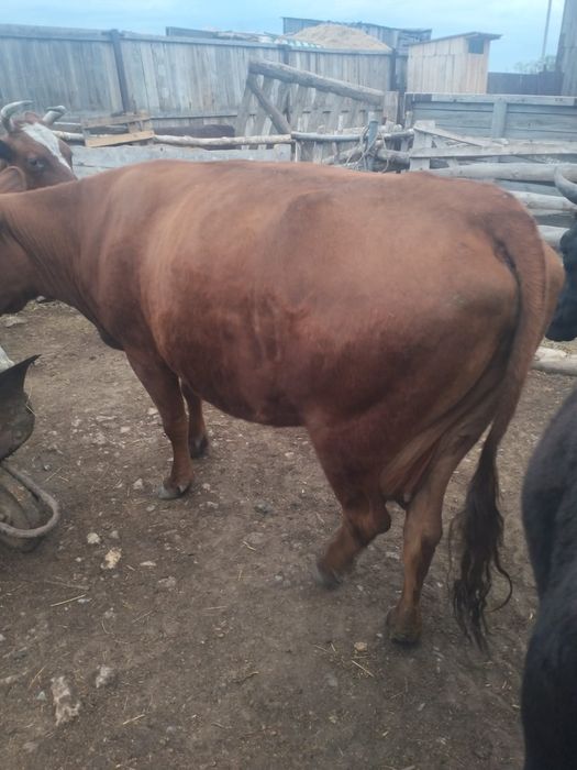 Продам корову красную