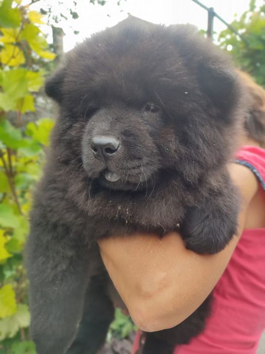 Продаются щенки Чау Чау