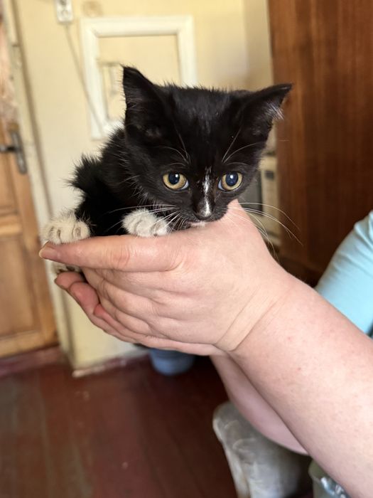 Котенок подкидыш