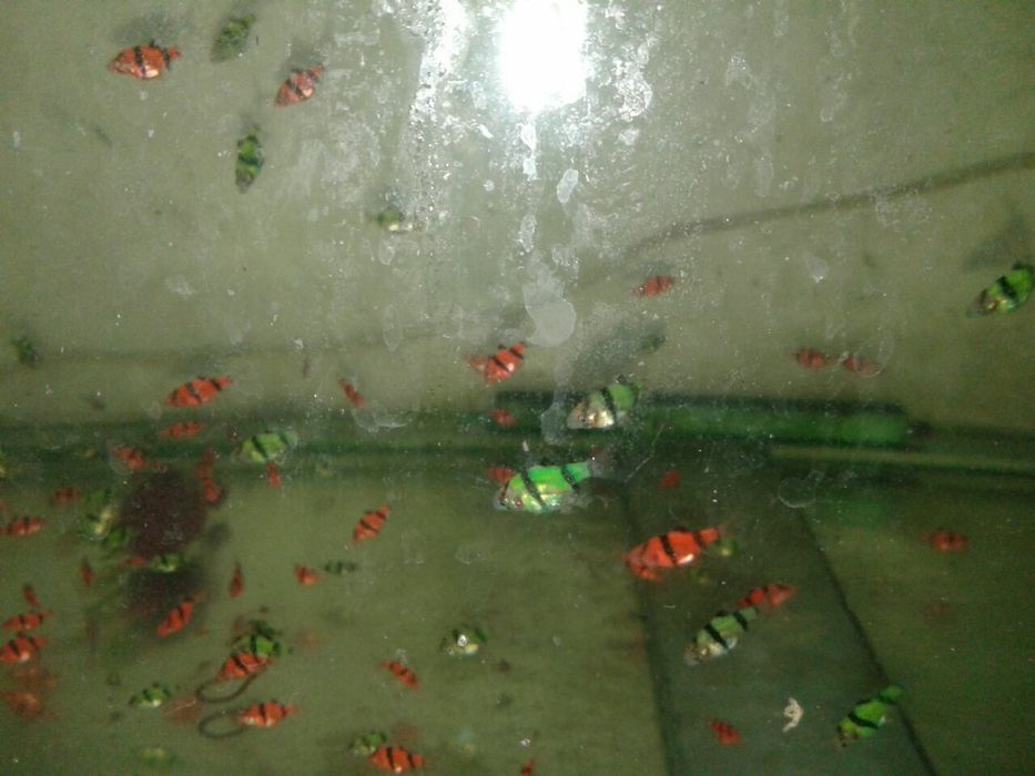 Продам Гло Фиш тернецыя барбусы и данио