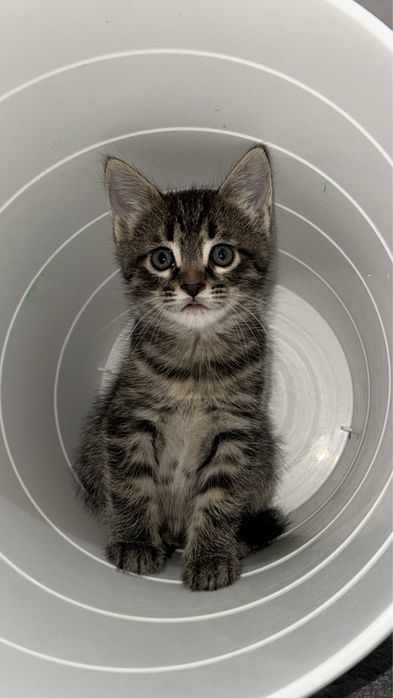 Отдам котенка в добрые руки