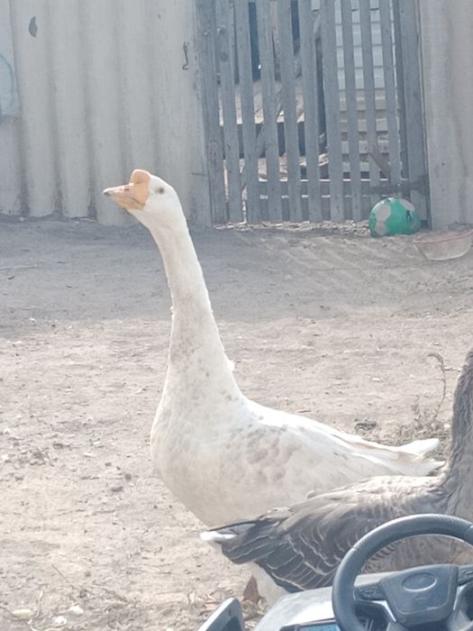 Домашний Каз сатылады