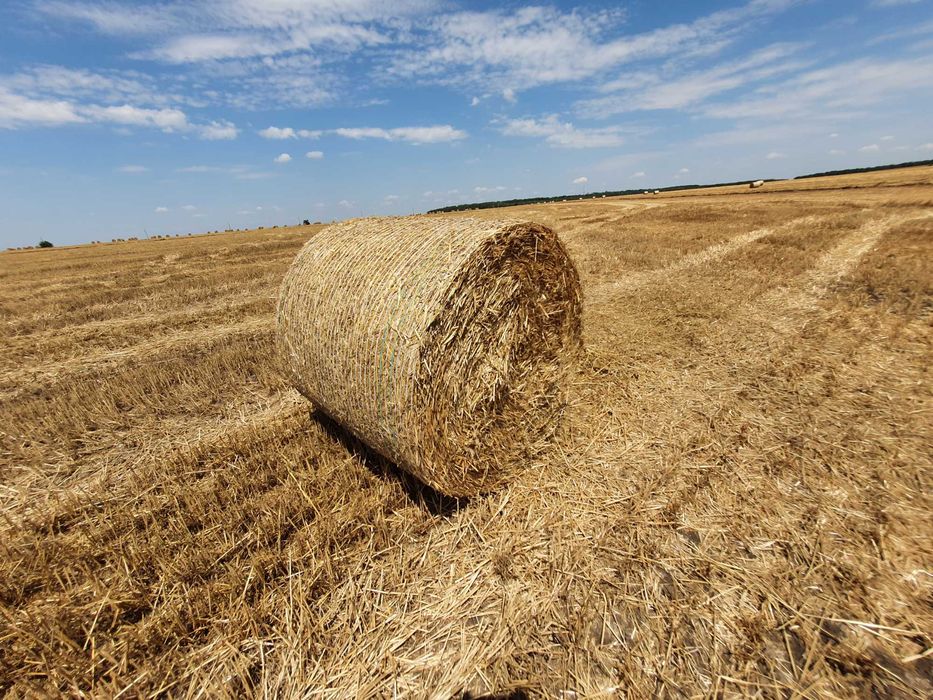 Baloti paie de grau