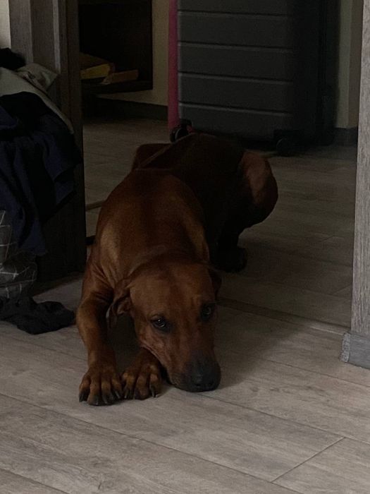 Родезийский риджбек ищет дом