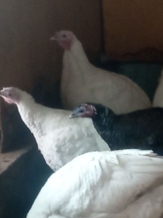 Индюки продам один индюки и девять индюшек .