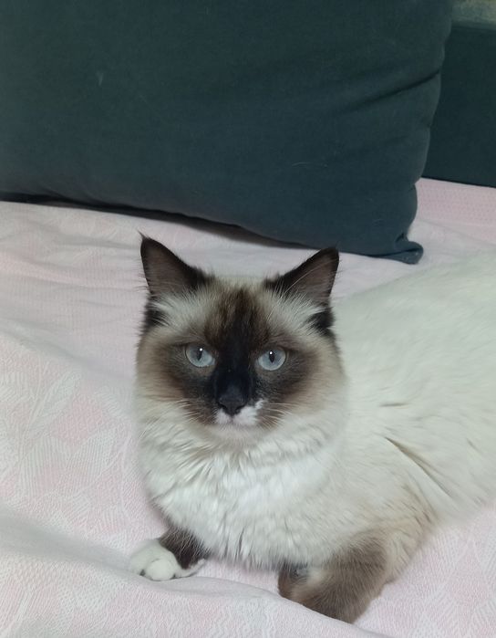 Срочно отдам котика бесплатно!