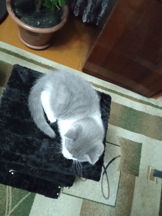 Отдам котёнка в добрые руки