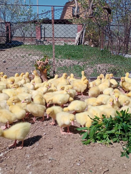 Гусята порода линда цена 2700т