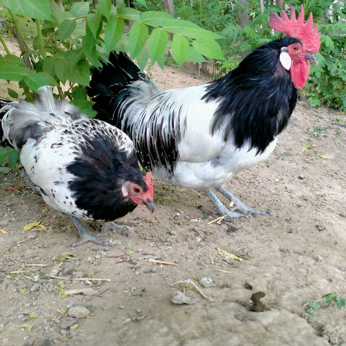 Adler jersi tovuq xoʻrozlar bor