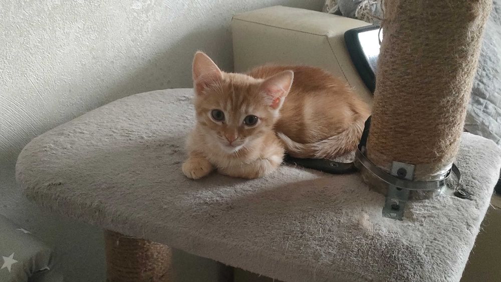 Любимый животный мирок