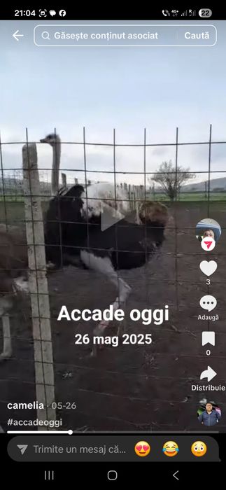 Vând 2 struți (familie)