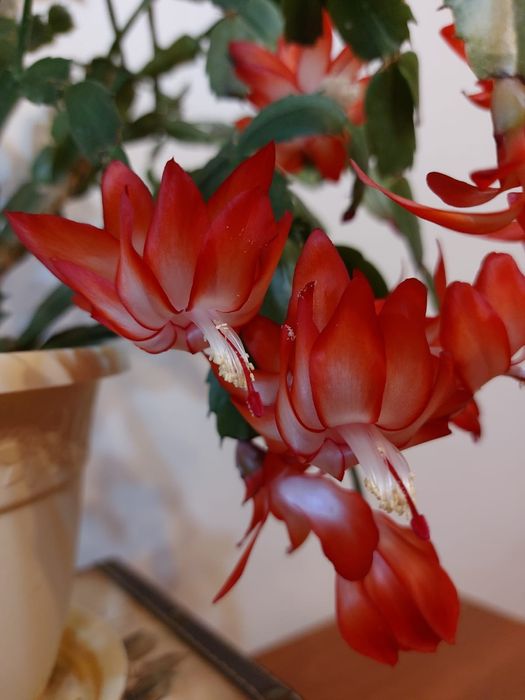 Продам амариллисы, декабристы