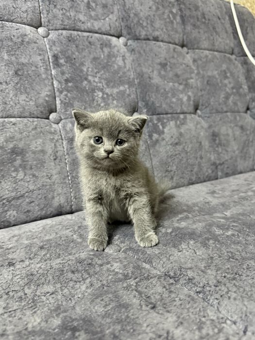 Продам котят скотиш страйт