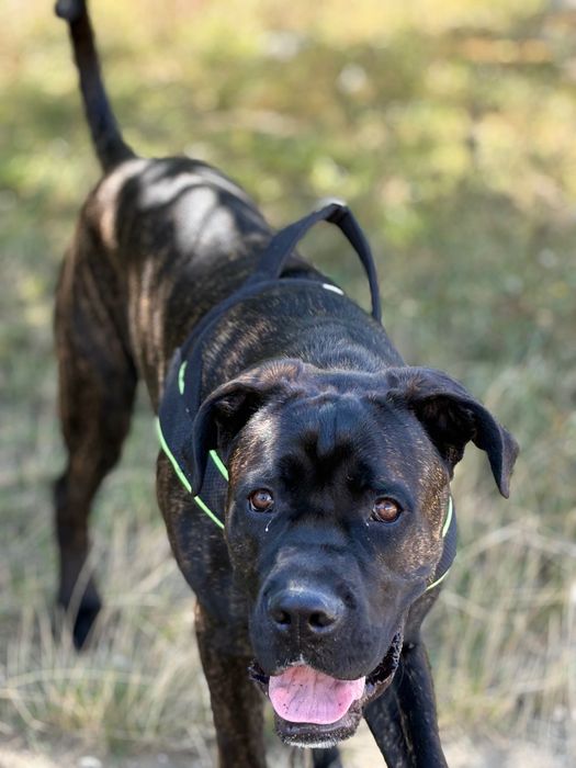 Кане Корсо на 8месеца