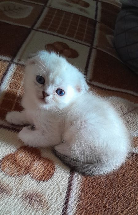 Шотланлцы и Британцы,окрас тикированный.